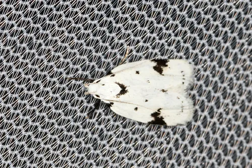 Black-marked Inga Moth - photo 7