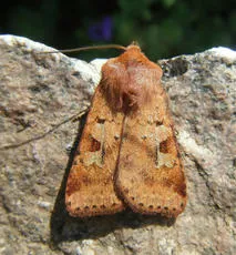 Ingrailed Clay - photo 5