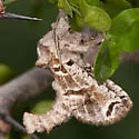 Inguromorpha arcifera - Hodges#2658