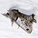 Inguromorpha texasensis - Hodges#2659.1
