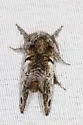 Inguromorpha texasensis - Hodges#2659.1 - photo 4