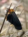 Inopsis modulata - Hodges#8055