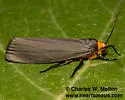 Inopsis modulata - Hodges#8055 - photo 4