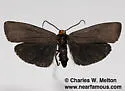 Inopsis modulata - Hodges#8055 - photo 5