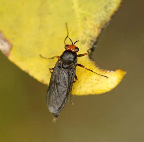Sugarcane Soldier Fly - photo 2