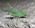 Apache Bush Katydid