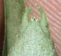 Apache Bush Katydid - photo 2