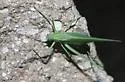 Apache Bush Katydid - photo 3