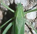 Apache Bush Katydid - photo 4