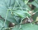 Apache Bush Katydid - photo 5