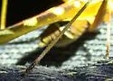 Creosote Bush Katydid - photo 2