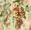 Creosote Bush Katydid - photo 3