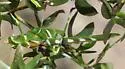 Creosote Bush Katydid - photo 4