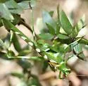 Creosote Bush Katydid - photo 5