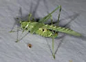 Elegant Bush Katydid