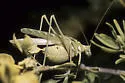 Elegant Bush Katydid - photo 2