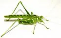 Elegant Bush Katydid - photo 3