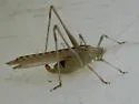 Elegant Bush Katydid - photo 4