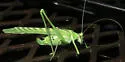 Elegant Bush Katydid - photo 5