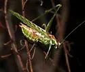 Gemmate Bush Katydid