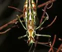 Gemmate Bush Katydid - photo 2