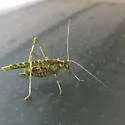 Juniper Bush Katydid