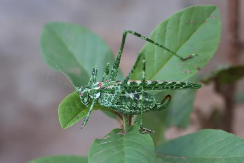 Tessellate Bush Katydid