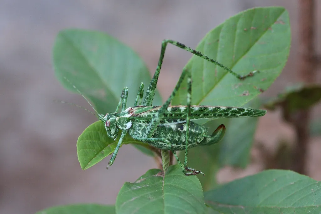 Tessellate Bush Katydid - photo 2