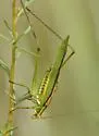 Guinea-cypress Katydid