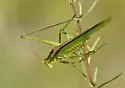 Guinea-cypress Katydid - photo 2