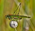 Guinea-cypress Katydid - photo 3