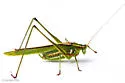 Guinea-cypress Katydid - photo 4