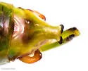 Guinea-cypress Katydid - photo 5