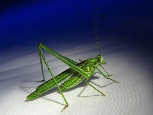 Western cypress Katydid
