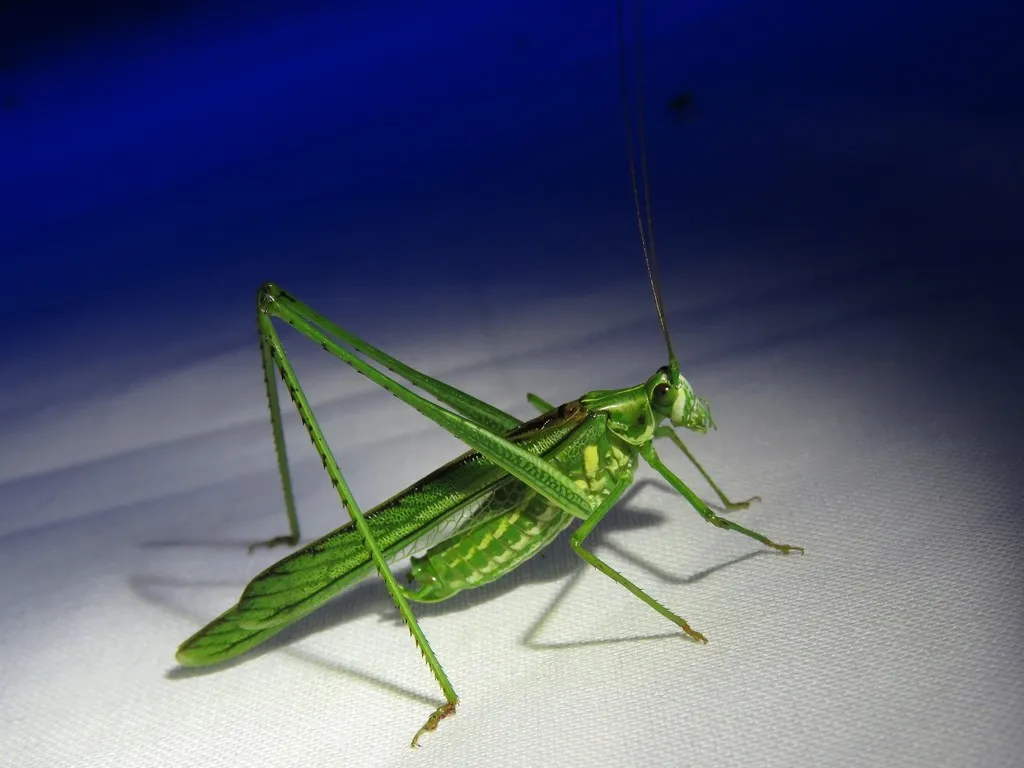 Western cypress Katydid - photo 2