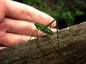 Eastern cypress Katydid - Inscudderia walkeri
