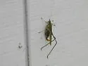 Eastern cypress Katydid - photo 2