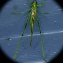 Eastern cypress Katydid - photo 3