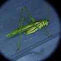 Eastern cypress Katydid - photo 4