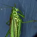 Eastern cypress Katydid - photo 5