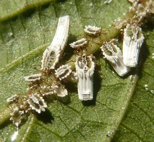 Greenhouse Orthezia