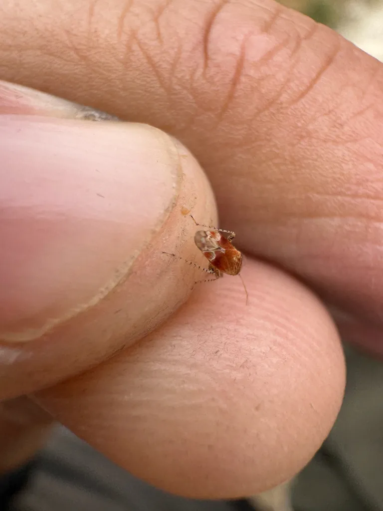 Insulaphylus meridianus - photo 2