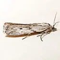 Interjectio denticulella - Hodges#5755 - Interjectio denticulella