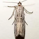 Interjectio denticulella - Hodges#5755 - photo 2
