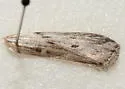Interjectio denticulella - Hodges#5755 - photo 3
