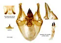 Interjectio denticulella - Hodges#5755 - photo 5