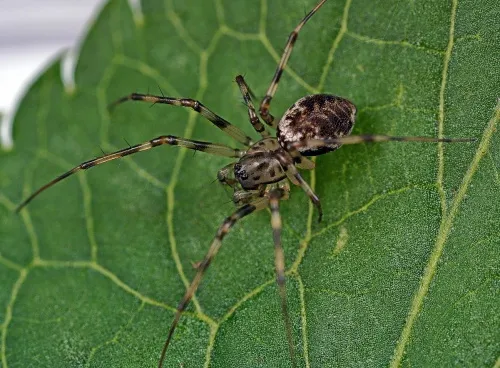Invisible Spider