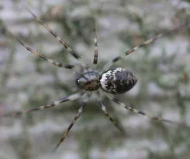 Invisible Spider - photo 2