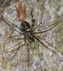 Invisible Spider - photo 3
