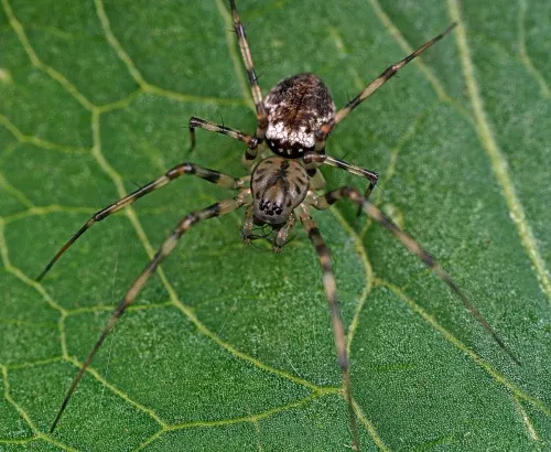 Invisible Spider - photo 4